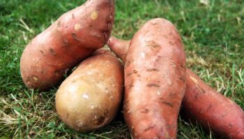 Légume Patate douce Cueillette Varet